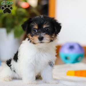 Claire, Yorkie Poo Puppy